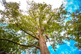 Best Tree Maintenance Programs  in Unionville, GA