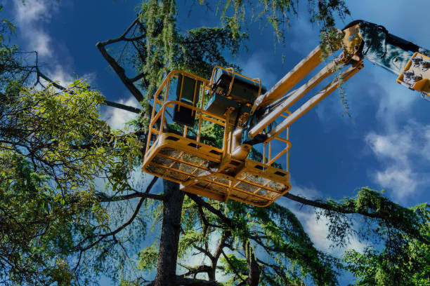 How Our Tree Care Process Works  in  Unionville, GA