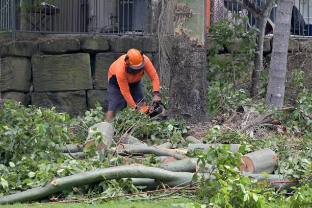 Best Tree and Shrub Care  in Unionville, GA