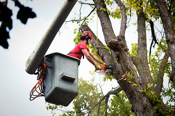 Best Tree Cabling and Bracing  in Unionville, GA