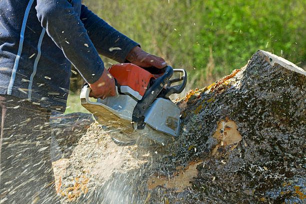 Trusted Unionville, GA Tree Removal Experts